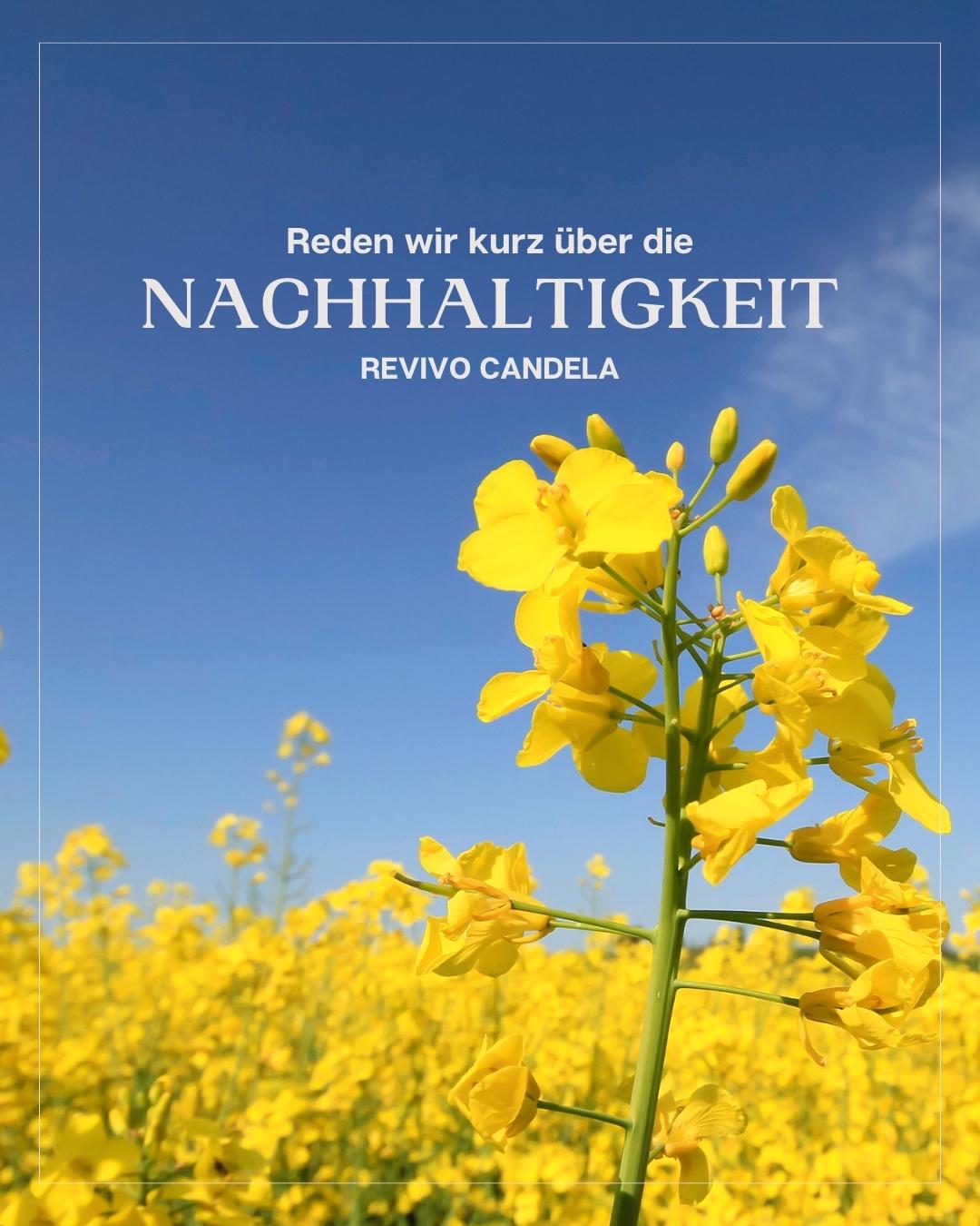 🌿 Nachhaltigkeit in der Kerzenwelt ♻️