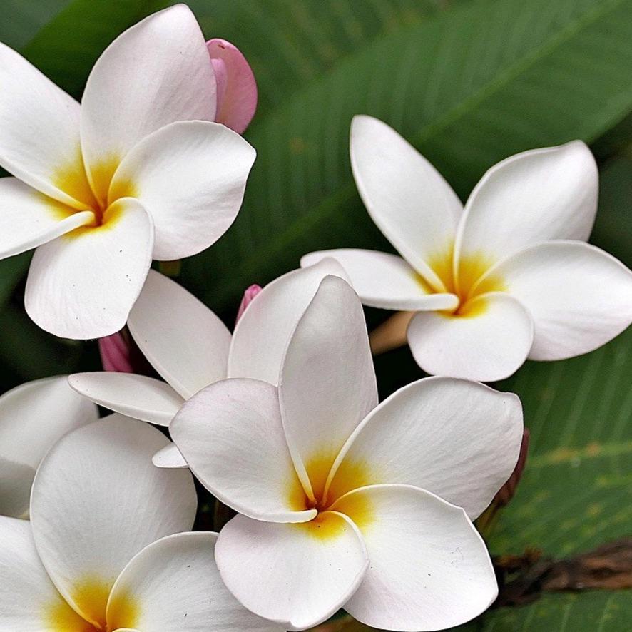 MONOI BLOSSOMS