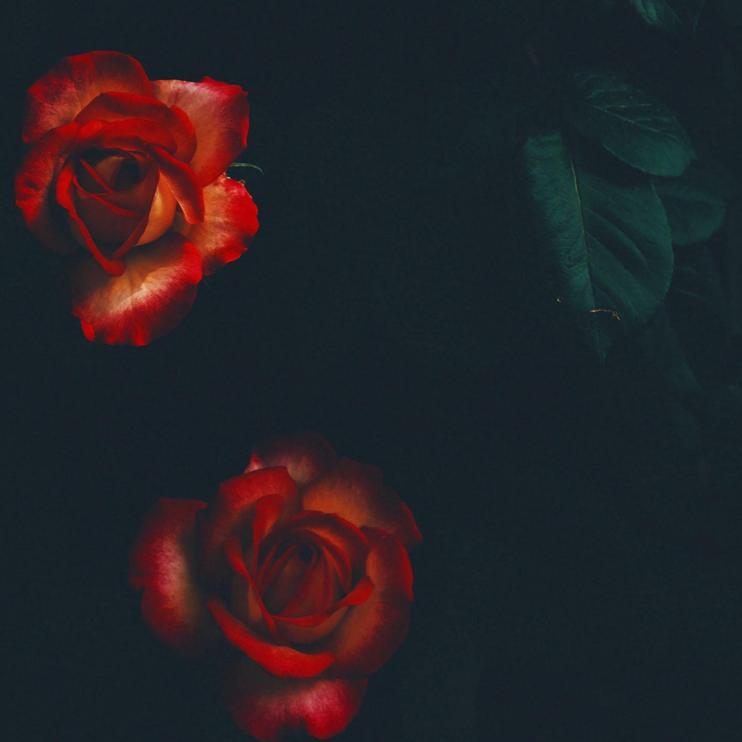 Nubuck Leather & Roses